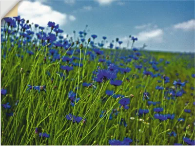 Produktbild von ARTland Wandbild, selbstklebend Kornblumenwiese Größe: 80x60 cm