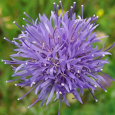 Obrázok produktu pre 6 ks rastliny Zandblauwtje (Jasione laevis) | Kvetináč 9 cm x 9 cm