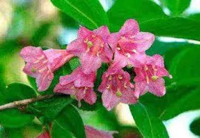 Obrázok produktu pre Weigela praecox 'Bouquet Rose', 2-litrový kvetináč