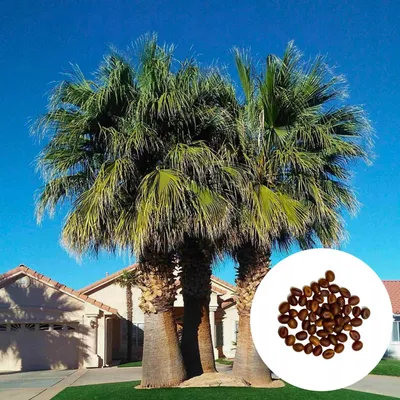 Obrázok produktu pre Semená palmy - Washingtonia Filifera - balenie 10 ks - Rýchlorastúca - Washingtonia vláknitá