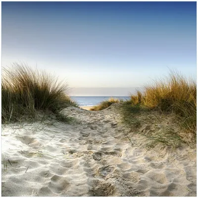 Produktbild von Wallario Memoboard Magnettafel aus Glas, Größe 50 x 50 cm, Motiv Weg durch die Dünen zum Strand am Meer