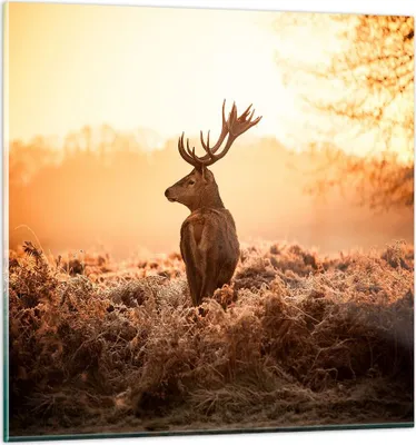Produktbild von Bilder auf glas - Hirsch Natur Feld - 70x70cm - Glasbilder - Wandbilder - Kunstdruck - zum Aufhängen bereit - Wanddekoration aus Glas - Glas Bilder - Wandbild auf Glas - Einteilig - GAC70x70-3632