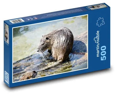 Obrázek produktu pro Puzzle 500 Divoká ondatra v mokřadu - martinpuzzle