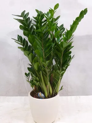 Produktbild von [Palmenlager] XL Zamioculcas zamiifolia "Zamia Farn" 90 cm - Pot 21 cm Ø - Glücksfeder - Zimmerpflanze