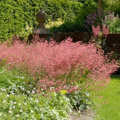 Produktbild von Bloomique - 6er-Set - Heuchera Sanguinea Splendens - Purpurglöckchen - Gartenpflanzen - Winterhart - Tierfreundlich - Höhe 10-20 cm - Topf 9x9 cm