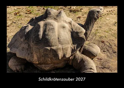 Produktbild von Schildkrötenzauber 2027 Fotokalender DIN A3