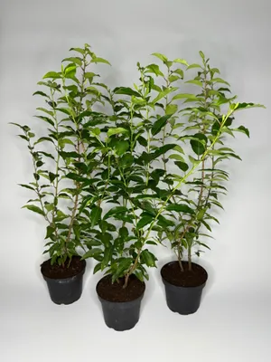 Produktbild von 10 Stück, 50-60cm, Topf 2L, Portugiesischer Kirschlorbeer Prunus lusitanica Angustifolia