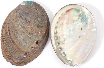 Produktbild von Abalone-Schale 3-4,5 Zoll Polierte Abalone-Schale Weißer Salbei Halter Smudge Schale Räuchergefäß für Weißen Salbei Dekoration für Aquarium - Set von 2