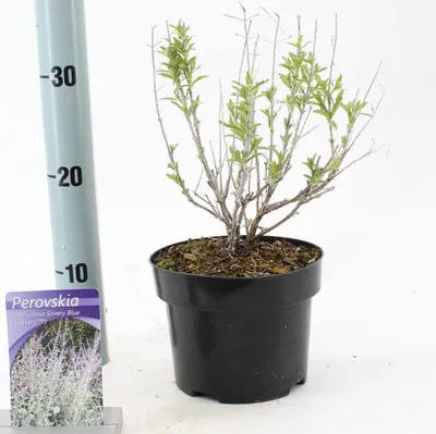 Zdjęcie produktu dla Perovskia atriplicifolia Silvery Blue ('Lissvery' PBR) – perowskia | 20–25 cm w doniczce