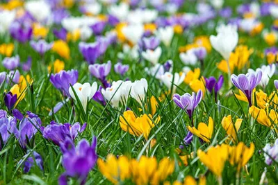 Produktbild von 1000 Blumenzwiebeln -Botanische Krokusse Blumenzwiebeln Mix (ideal für die Wiese/Bienenweide)
