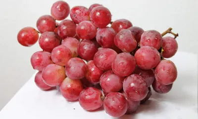 Produktbild von Vitis vinifera Erdbeertraube | Weintraube Tafeltraube
