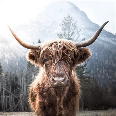 Produktbild von Glasbild Scottish Highland Cattle I GLA2149 30x30 cm