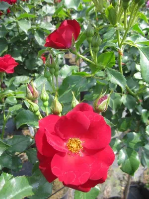 Produktbild von Stammrose Marondo ® - Rosa Marondo ® - Kordes-Rose - 90cm Stamm + Krone