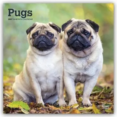 Produktbild von Pugs - Mops 2027 - 16-Monatskalender
