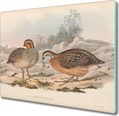 Produktbild von Coloray Hackbrett Kochplattenabdeckung Herdabdeckplatte 60x52 cm Schneidebrett Küchenbrett - Vögel Tiere
