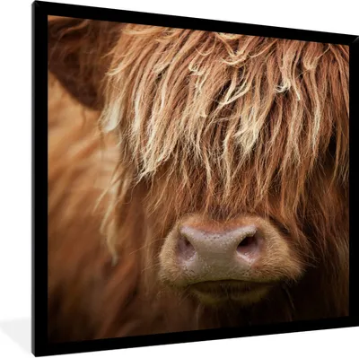 Produktbild von MuchoWow® Gerahmtes Poster Schottische Highlander-Kuh - Nahaufnahme 60x80 cm - Poster mit Schwarzem Bilderrahmen Wandposter Rahmen Foto Bilder - Premium - Wanddeko Wohnzimmer