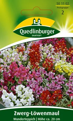 Produktbild von Zwerg-Löwenmaul, Wunderteppich