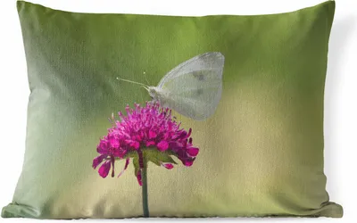 Produktbild von MuchoWow® Outdoor Kissen - Kohlweißling auf einer rosa Blüte - 60x40 cm - Wetterfest - Lounge Kissen - Zierkissen - Kissen für Innenräume