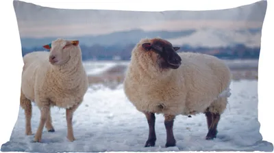 Produktbild von MuchoWow® Zierkissen Sofakissen Wohnzimmer Dekokissen 60x40 cm Schaf - Schnee - Berg - Kopfkissen - Polster mit Foto