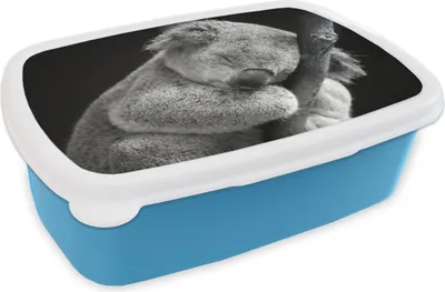 Produktbild von KitchenYeah® Lunchbox Brotzeit Brotdose 17x11 cm Koala - Zweig - Schwarz - Kinder - Jungen - Mädchen Kinder Brotzeitdose - Lunch - Kunststoff  - Brotbüchse - Sandwichbox - Lunchbox für Kinder