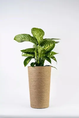 Zdjęcie produktu dla Adoni Doniczka boho jutowa z wkładem śr. 28cm wys. 47cm