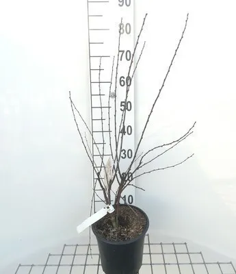 Obrázok produktu pre Prunus triloba - Mandľovník 50- 60 cm - Kontajner
