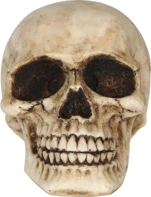 Productafbeelding van Skelet, schedel ornament, Halloween decoratie, gotisch, horror design, spookhuis, griezelige kunst, decoratie, onheilspellende sfeer, kleur: beige