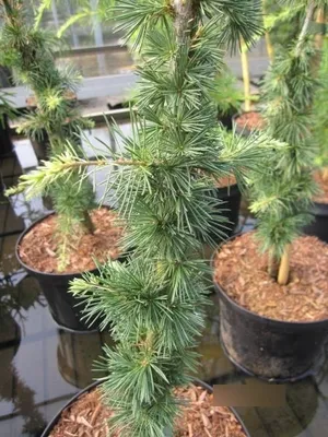 Produktbild von Cedrus libani Silberspitz - Silberspitzen-Zeder - 60-80