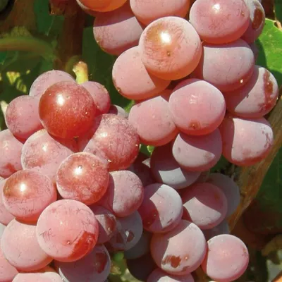 Produktbild von Canadice Weinrebe, kernlose Amateur-Dessertsorte mit Erdbeergeschmack, im 2L Topf