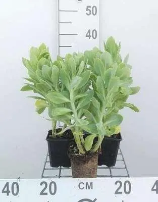 Produktbild von 6 x  Sedum spect. 'Stardust' - Fettblatt - Topf 9 x 9 cm