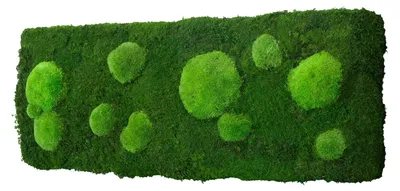 Produktbild von Moosbild Forest Design (140x40, Origin)