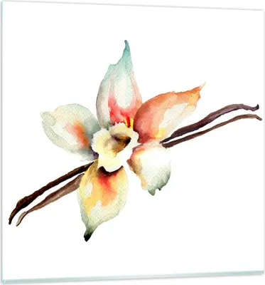 Produktbild von Bilder auf glas - Vanille Gewürz Blume Pflanze - 60x60cm - Glasbilder - Wandbilder - Kunstdruck - zum Aufhängen bereit - Wanddekoration aus Glas - Glas Bilder - Wandbild auf Glas - GAC60x60-2796