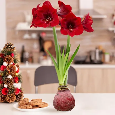 Produktbild von Amaryllis in Wachs Glitter Red - 2 Wachsamaryllis Blumenzwiebeln - Wax Amaryllis Zwiebel in Großformat 28/30 - Echte Pflanzen aus Holland - Hippeastrum (keine Samen, nicht künstlich)