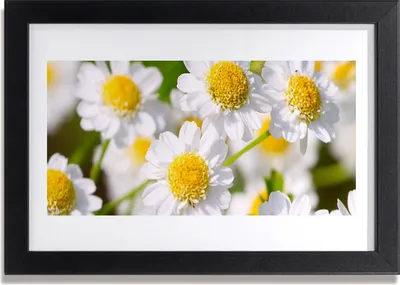 Produktbild von Bild 30x20 MDF-Rahmen Wandkunst Daisy Blumen Natur