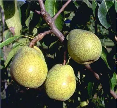 Produktbild von Köstliche von Charneu Birnenbaum - Buschbaum Topfballen (Versandzeit: ganzjährig)