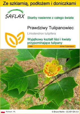 Zdjęcie produktu dla SAFLAX - Zestaw do uprawy - Prawdziwy Tulipanowiec - 20 Nasiona - Z mini szklarnią, podłożem uprawowym i 2 doniczkami - Liriodendron tulipifera