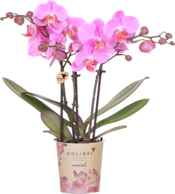 Immagine prodotto di Orchidee Kolibri | Orchidea Phalaenopsis rosa-viola in vaso Ø9cm | Frederikstad | Pianta da appartamento fiorita - Fresca di coltivazione