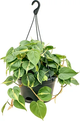 Obrázok produktu pre Nieuwkoop Europe BV Philodendron scandens Brasil - prívesok, priemer 28 cm