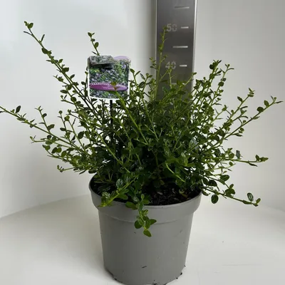 Immagine prodotto di Ceanothus impressus 'Victoria' - Floribunda | 30-40 cm in vaso