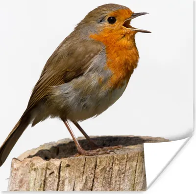 Produktbild von MuchoWow® Poster Rotkehlchen - Vogel - Holz 50x50 cm - Wohnzimmerdekoration