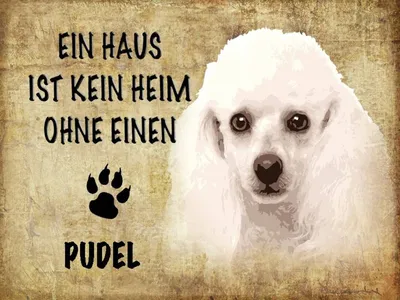 Produktbild von vianmo Holzschild 30x40 cm Pudel Hund