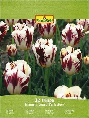 Produktbild von Blumenzwiebel Tulpe FloraSelf 'Grand Perfection' 12 Stück