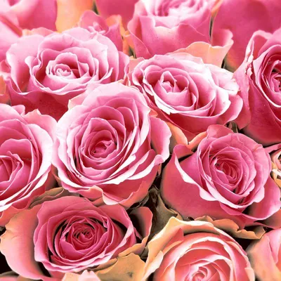 Produktbild von 240 Duni Tissue-Servietten 33 x 33 cm Pink Roses 3-lagig