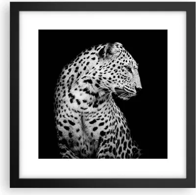 Produktbild von Gerahmtes Poster - Schwarzer Rahmen - Leopard Panther Katze - 30x30 cm - Wand Bild - Wanddeko - Wandbilder - Kunstposter - Wandposter - Bilderrahmen - Bilder - Kunstdruck - P2BAC30x30-4919