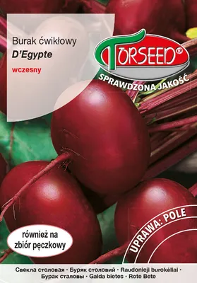 Produktbild von Samen von D'Egypte Rote Bete 15g - Torseed