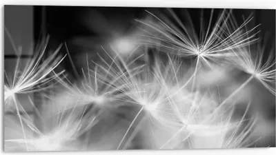 Produktbild von DEQORI Küchenrückwand Glas 80x40 cm 'Pusteblumenflug' Spritzschutz Bad Rückwand Küche