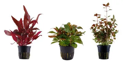 Produktbild von Pflanzen Set mit 3 schönen roten Tropica Topf Pflanzen Aquariumpflanzenset Nr.13