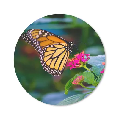 Produktbild von MuchoWow® Mauspad Mousepad Schmetterlinge - Blume - Natur 20x20 cm - Mousepads - Maus Mat - Pad - Mausunterlage - Schreibtischmatte