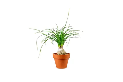 Obrázok produktu pre Gardners Beaucarnea recurvata, priemer 6 cm
