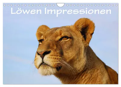 Produktbild von Löwen Impressionen (Wandkalender 2027 DIN A4 quer), CALVENDO Monatskalender